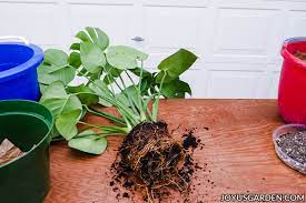 Repotting Monstera Deliciosa Plus The Mix To Use Joy Us Garden