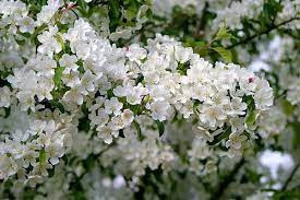 Malus Professor Sprenger Plants Malus Garden
