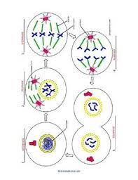 Mitosis Coloring Key By Biologycorner Teachers Pay Teachers Mitosis Coloring Mitosis Coloring Key By Bio Mitosis Biology Corner Mitosis Activity Worksheets