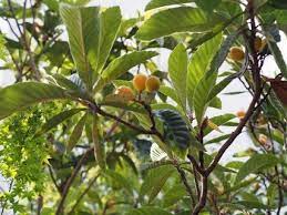 枇杷の葉温灸 肌質改善 体質改善 美整塾 椿