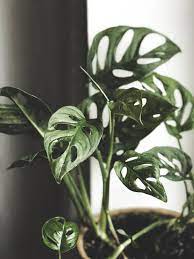 Monstera Obliqua Vs Monstera Adansonii Plants Monstera Obliqua Bathroom Plants