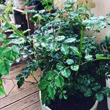 トネリコの育て方 鉢植えや室内でも栽培できる 挿し木はかんたん Greensnap グリーンスナップ