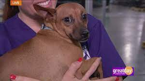 The houston humane society will be closing at 3 pm on thursday, december 24th, and we will be closed on friday, december 25th so that our staff can celebrate the. Mega Adoption Event Khou Com