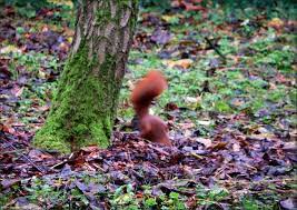 Eichhornchen Vergrabt Eine Nuss Jahreszeiten Galerie Community Eichhornchen Jahreszeiten