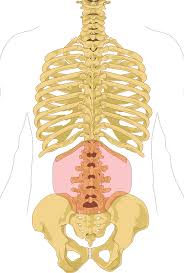 A backbone is the part of the computer network infrastructure that interconnects different networks and provides a path for exchange of data between these different networks. Low Back Pain Wikipedia