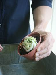 多肉植物の上手な育て方 コツとお手入れ 植え替え 寄せ植えを一挙紹介します Gardenstory ガーデンストーリー