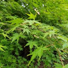 紅葉と聞いて 天ぷら を連想するのは大阪人 ナチュラリスト知の迷宮