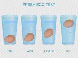 fresh egg test stock illustrations