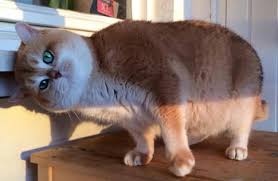 Birbirinden güzel safkan golden, silver, lilac bebekler. Cattery History Sundust Cats