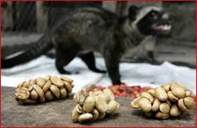 One Of The Most Coveted And Most Expensive Coffee In The World Is Produced In The Philippines Kapeng Alami Civet Coffee Unusual Gifts For Men Expensive Coffee
