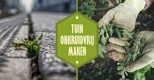 Onkruid dat tussen de tegels van je terras door groeit. Tuin Onkruidvrij Maken