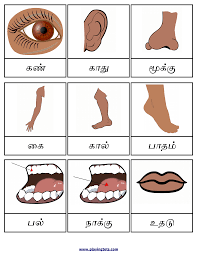 Contextual translation of body parts into english. Pin On Tamil Activities
