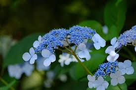 アジサイ 紫陽花 に毒があるって本当 成分や症状 対処法まとめ Horti ホルティ By Greensnap