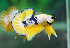 Sangat banyak sekali jenis ikan cupang yang berhasil di temukan. Yellow Fancy Hmpk Ikan Cupang Ikan Kolam Ikan