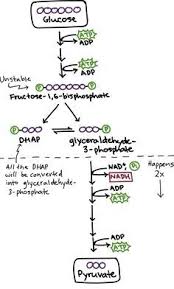 Pin On Biology Lessons