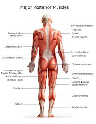 Muscles of the back, anatomy chart. Major Muscles On The Back Of The Body