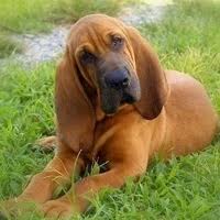 Hounds on the trail author: Bloodhound Rescue Adoptions