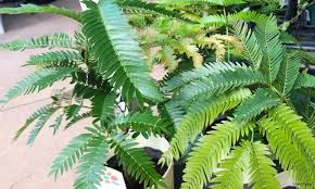 エバーフレッシュの育て方 剪定や挿し木 植え替え 花の咲き方は Horti ホルティ By Greensnap