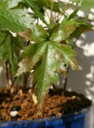 もみじの寄せ植えがまたピンチ 盆栽な感じで 的な