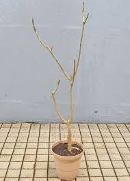 ウンベラータの剪定 仕立て直し 取り木 挿し木 Kobiのシークレットガーデン 観葉植物 多肉植物の育て方