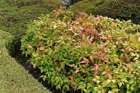 オタフクナンテン 庭木図鑑 植木ペディア