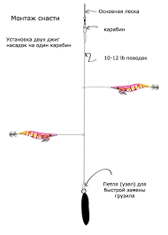 Kak Pojmat Kalmara A Takzhe Chto Nado Znat Gotovyas K Lovle Kalmara