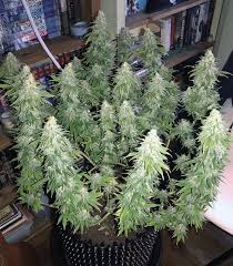 It was created by gg strains and went on to win two cannabis cups, starting in 2014 and one high times jamaican cup. Gorilla Glue 4 Feminized Seeds For Sale By Original Sensible Seeds Herbies