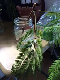 挿し木から２週間経過 観葉植物を増やしてみよう エバーフレッシュ編３ 楽しい事ないかなぁ