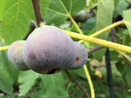 未利用 葉 を活用 イチジク茶 アレルギーの症状緩和 増悪予防に有効か 民間伝承薬の機能性とは 日本の身土不二