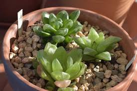 多肉植物 透明ハオルチア鉢4ヶ月の成長 花が咲きました 暮植譚 クレウエタン