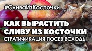 Kak Vyrastit Slivu Iz Kostochki V Domashnih Usloviyah Stratifikaciya Posev Vshody Youtube