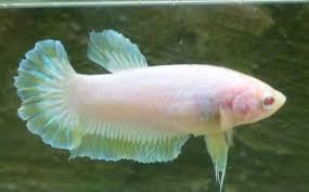 Betta or siamese fighting fish is considered as one of the most colourful and vibrant freshwater fish. Albino Betta Fish Vang Bettas