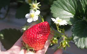 イチゴの花言葉 1000年前 2000年前に食べていたイチゴとは 花言葉のはなたま