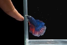 When a female betta fish is carrying eggs, her underbelly will enlarge. How Can I Play With My Betta Fish