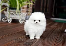 Here at teacups, puppies and boutique, we offer a wide variety of designer breed puppies for sale in the south florida area, including: Toy Pomeranian Puppies For Sale In North Carolina Toywalls