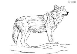 Coloring pages for wolf (animals) ➜ tons of free drawings to color. Wolves Coloring Pages Free Printable Wolf Coloring Sheets