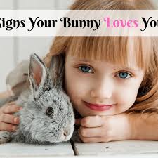 In the end, also the plants suffer. How To Tell If Your Bunny Loves You Pethelpful By Fellow Animal Lovers And Experts