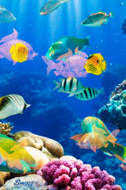 Working with clock on your screen and with other launchers or themes. 1b09e1b539e7c1d5d559fc7831f5bfa9 Gif 320 480 Aquarium Live Wallpaper Goldfish Aquarium Sea Turtle Pictures