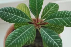 観葉植物の病気の種類 原因 症状は 観葉植物ペディア