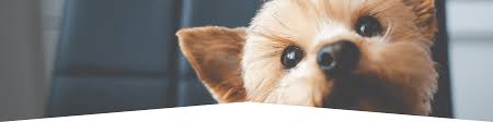 Air animal takes this service one step further with a handy mobile app. Ipata International Pet And Animal Transportation Association
