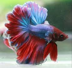 Satu lembar daun jati dapat kamu gunakan untuk merawat ikan cupang agar memiliki ekor yang bagus juga cantik. Hobi Pelihara Ikan Cupang Ini Rekomendasi Cupang Hias Terbaik Lingkar Kediri