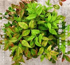 お多福南天 オタフクナンテン 専門店の庭木販売 苗木部 By 花ひろばオンライン 特徴 育て方 庭 木 苗木 南天