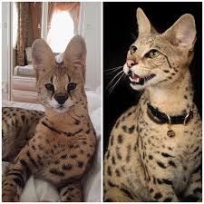 The savannah cat is one of world's rarest hybrid cat. F1 Savannah Cat Size Comparison