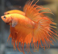 Live betta fish orange devil rt (rosetail) male o003 | ebay. Different Color Variations Of Betta Fish Fish Care