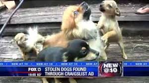 Find your new puppy here! Stolen Dogs Found Through Craigslist Ad Youtube