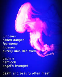 Beware Poisonous Eye Candy Poem Poetry Newpoetry Newpoems Jellyfish Jellypink Beware Lookscanbedeceiving Poetry Society Eye Candy Poetry