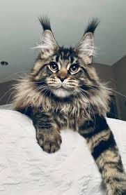 She reportedly wasn't as responsive to. Pin On Sweet Little Cats
