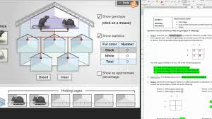 Start studying gizmo mouse genetics. Mouse Genetics One Trait Activity C Youtube