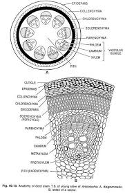 Clip Image016 Thumb2 Thumb Study Biology Biology Lessons Biology Plants