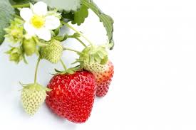 いちごの花言葉の意味 由来 誕生花 花言葉のシャルロー